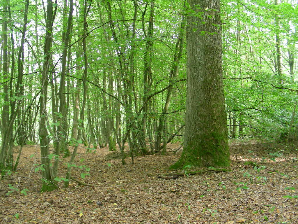 Altro colore di  Cortinarius ...